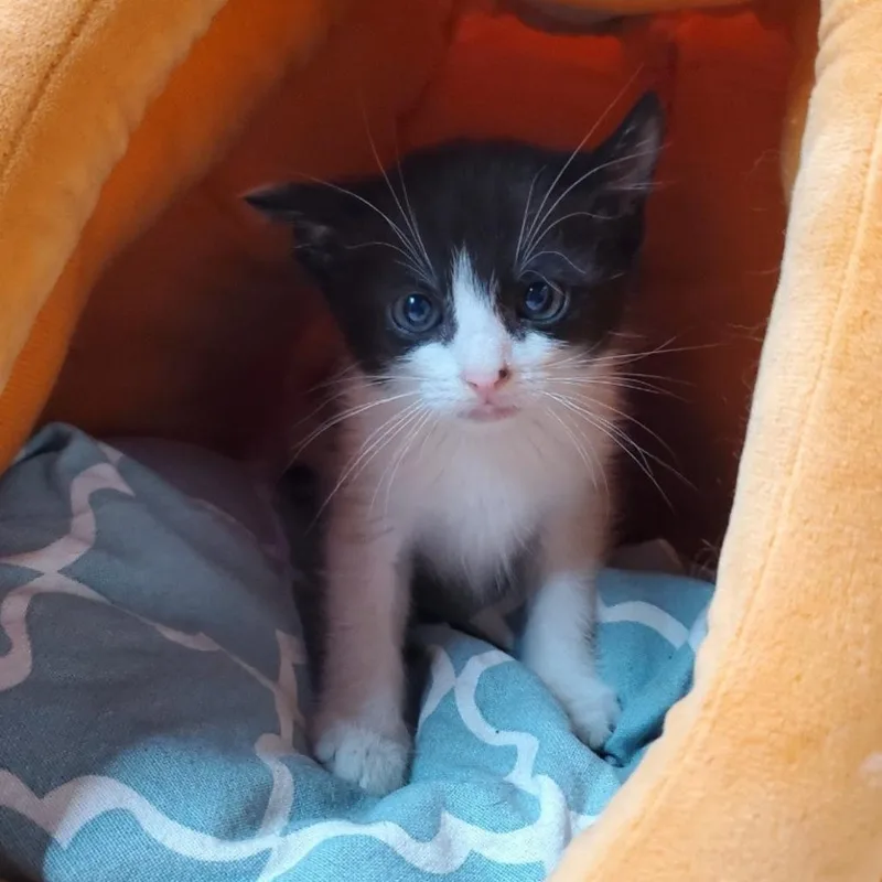 A baby small-sized male White Domestic Short Hair cat named Atlas for adoption in Westminster, CA