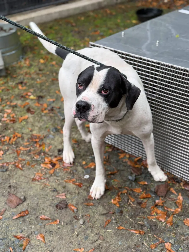 An adult large-sized male Mixed Breed dog named Pioneer for adoption in Elizabethtown, NC