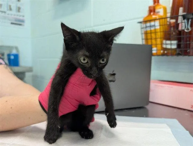 A baby small-sized female Black Domestic Short Hair cat named Aurora for adoption in Tavares, FL