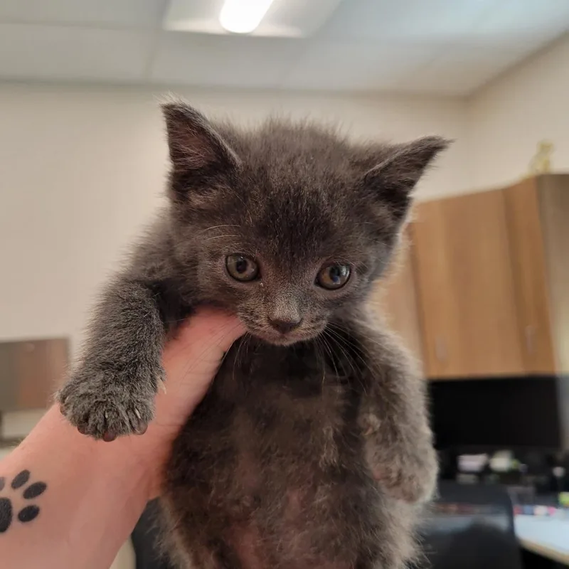A baby small-sized female Gray / Blue / Silver Domestic Short Hair cat named Graylee for adoption in Nashville, IN