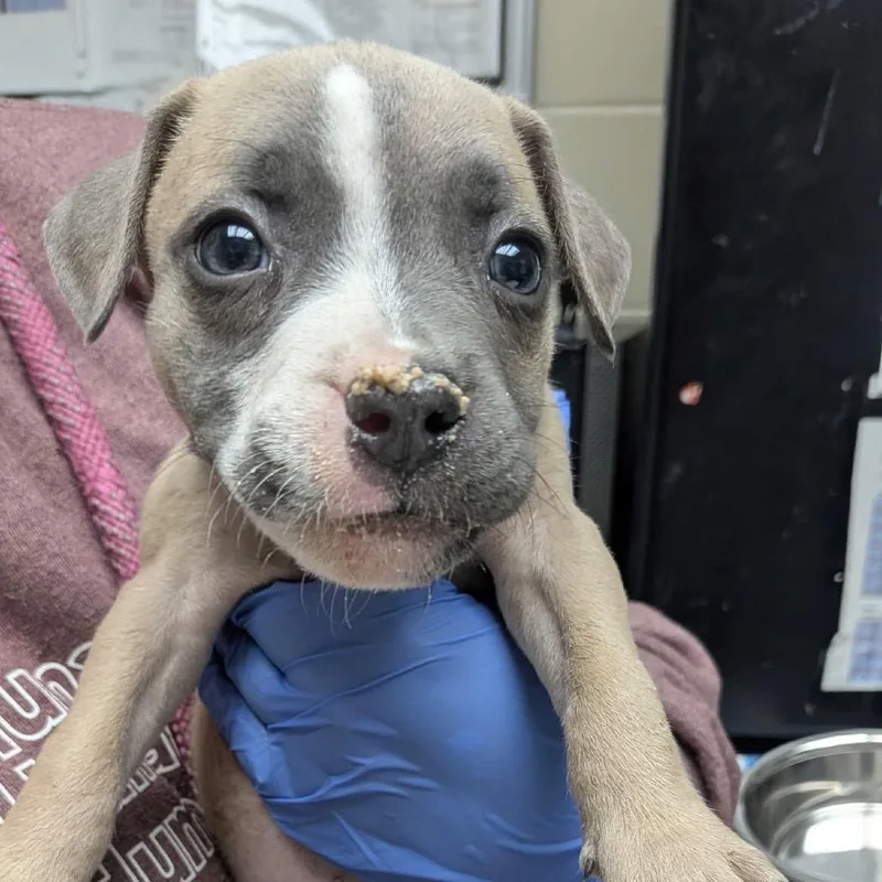 A baby small-sized female Yellow / Tan / Blond / Fawn Mixed Breed dog named Zena for adoption in Columbus, GA