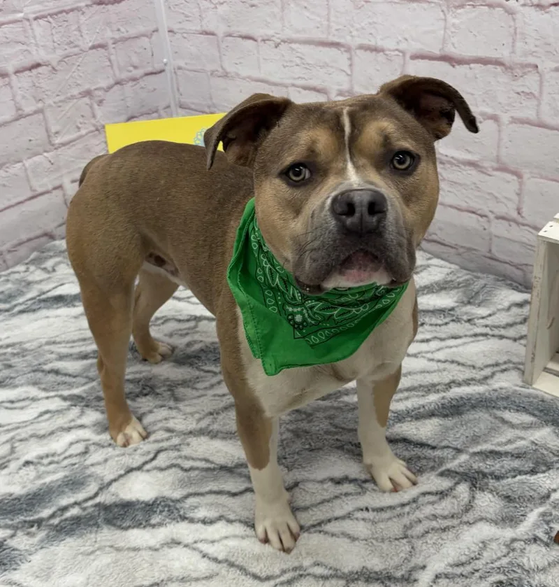 Derpy Tot thumbnail 5