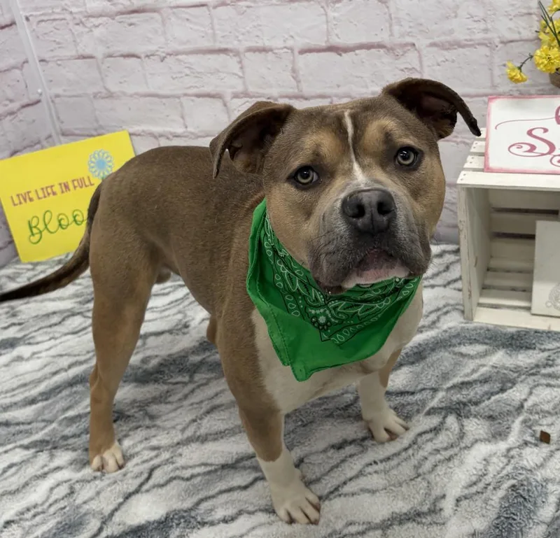 Derpy Tot thumbnail 6