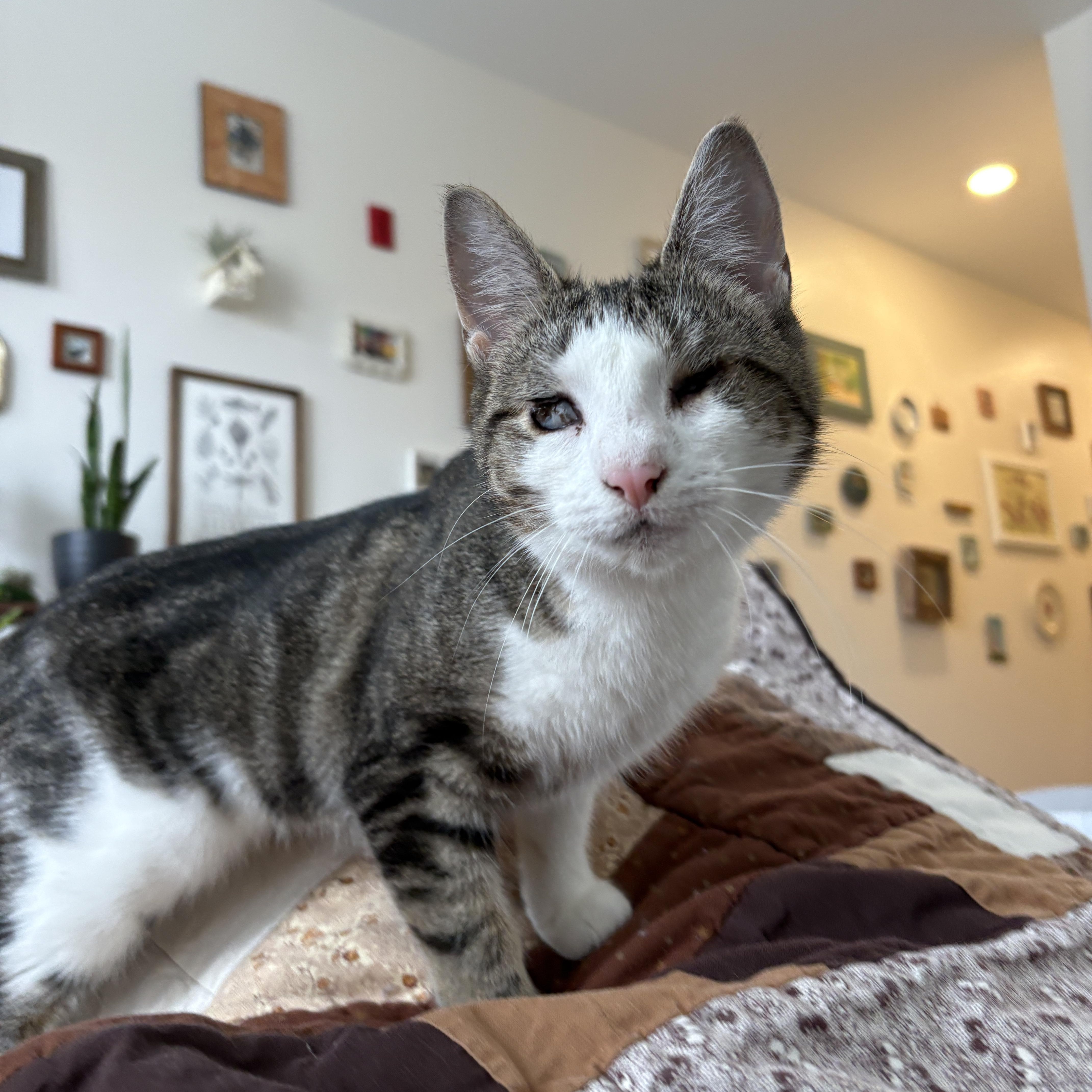 Carmelita thumbnail 3