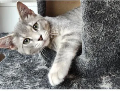 A baby small-sized male Domestic Short Hair cat named Grover for adoption in Broomfield, CO