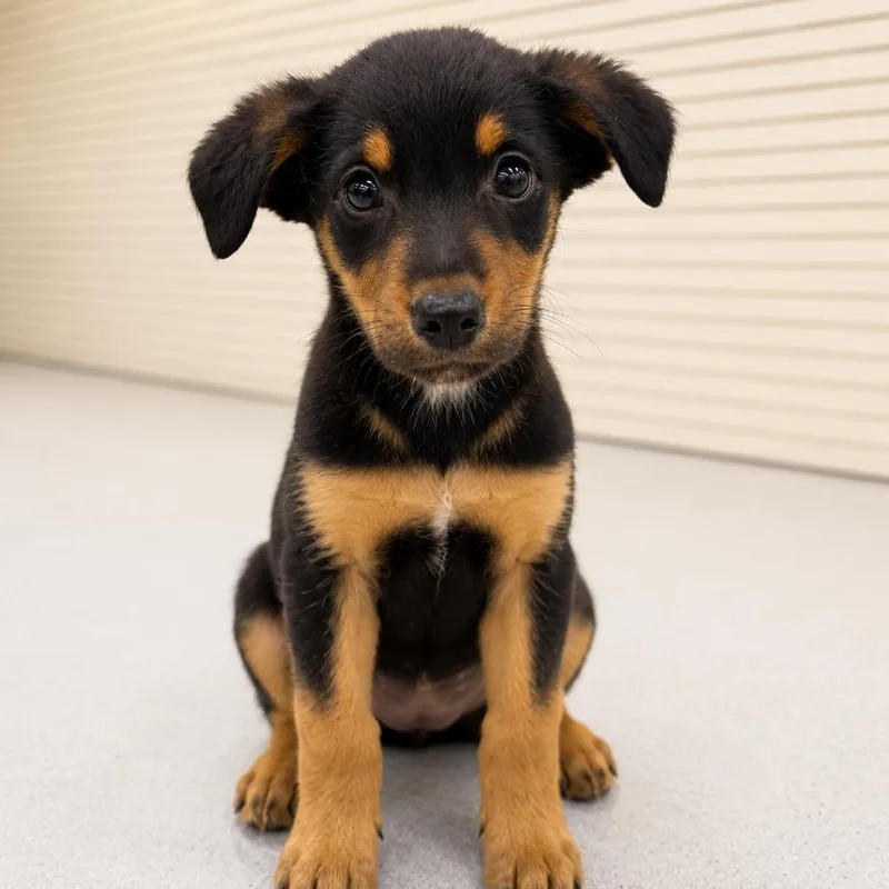 A baby medium-sized male Black Terrier dog named Ash for adoption in La Grange, KY