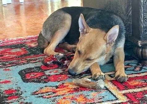 Sally  Super Smart thumbnail 3