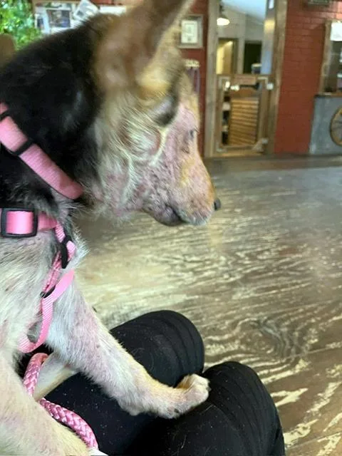 Sally  Super Smart thumbnail 5