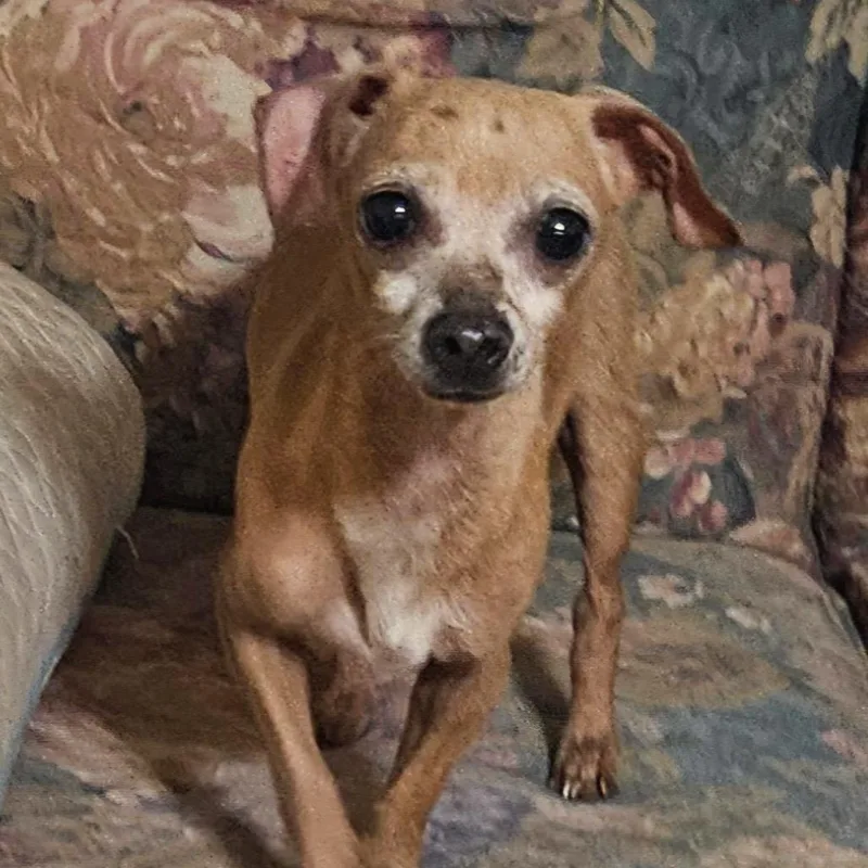 An adult small-sized male Brown / Chocolate Chihuahua dog named Titus for adoption in Livingston, TX