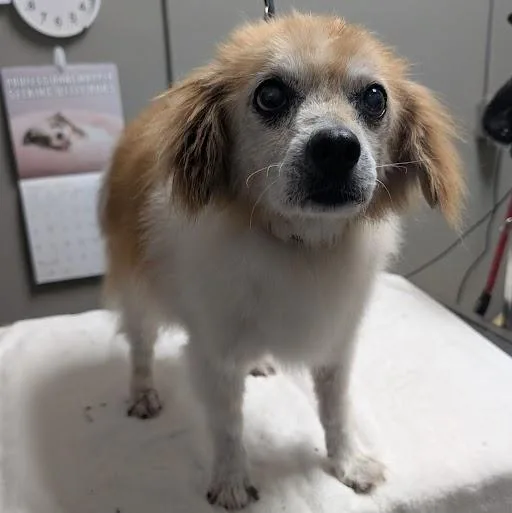 A senior small-sized male Terrier dog named Reggie for adoption in Las Vegas, NV