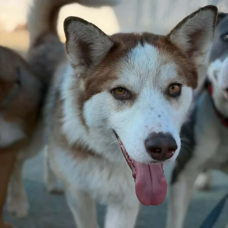 A young medium-sized female White / Cream Husky dog named Milani for adoption in Winchester, CA
