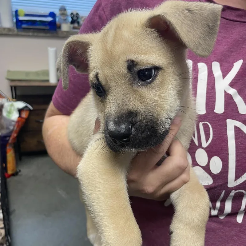 A baby medium-sized male Yellow / Tan / Blond / Fawn Black Mouth Cur dog named Rover for adoption in Webster, TX