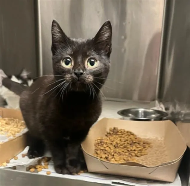 A baby small-sized female Domestic Short Hair cat named Flow for adoption in Van Nuys, CA
