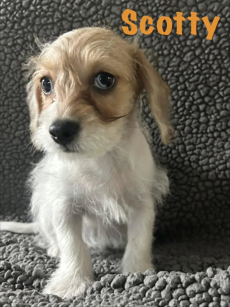 A baby small-sized male Poodle dog named Scotty for adoption in Pipe Creek, TX