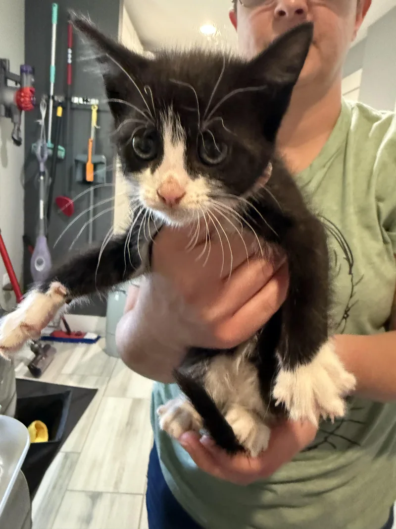 A baby small-sized female Domestic Short Hair cat named Inkblot for adoption in Davidson, NC