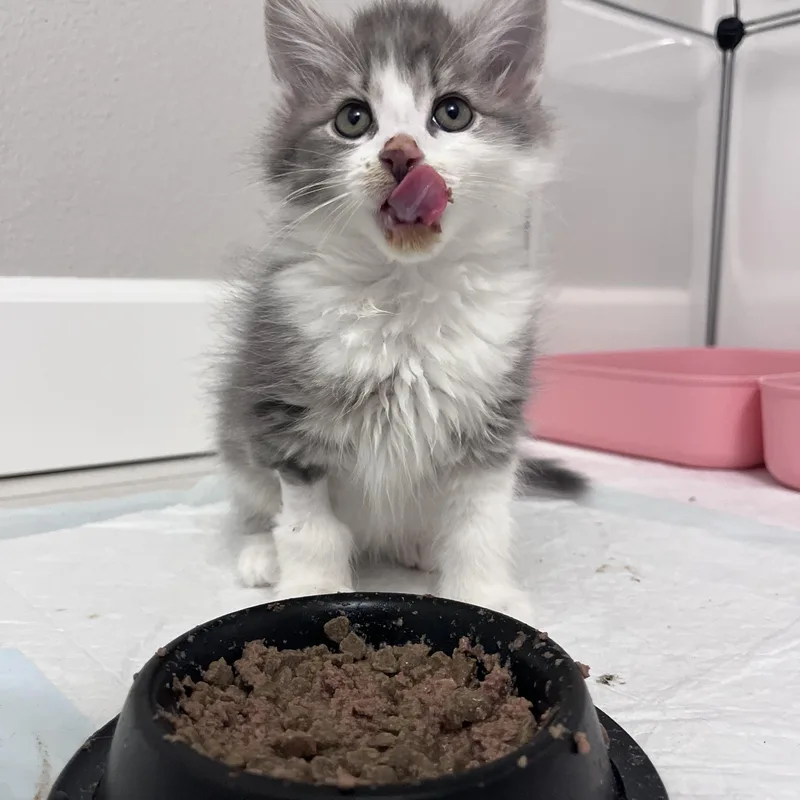 Toulouse thumbnail 2