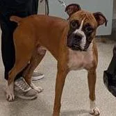 An adult large-sized male Yellow / Tan / Blond / Fawn Mixed Breed dog named Spear for adoption in Jacksonville, FL