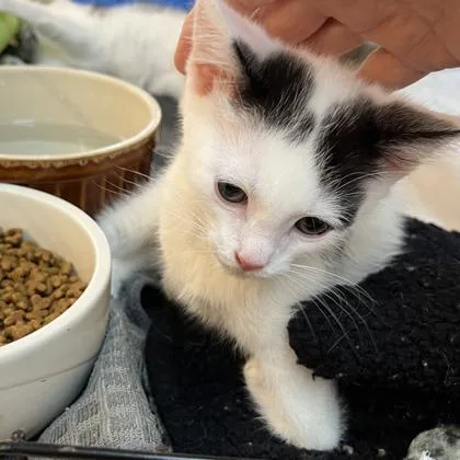 A baby small-sized male Domestic Short Hair cat named Snoopy for adoption in Cincinnati, OH