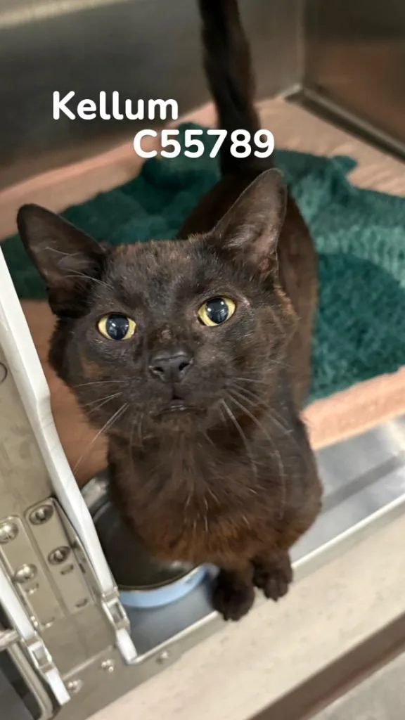 A young medium-sized male Domestic Short Hair cat named Kellum for adoption in Clarksville, TN
