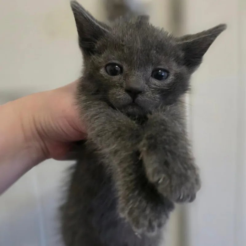 A baby small-sized male Gray / Blue / Silver Domestic Short Hair cat named Ash for adoption in Layton, UT