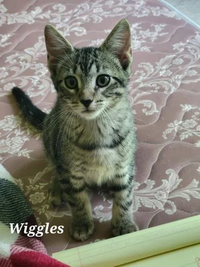 Wiggles thumbnail 2