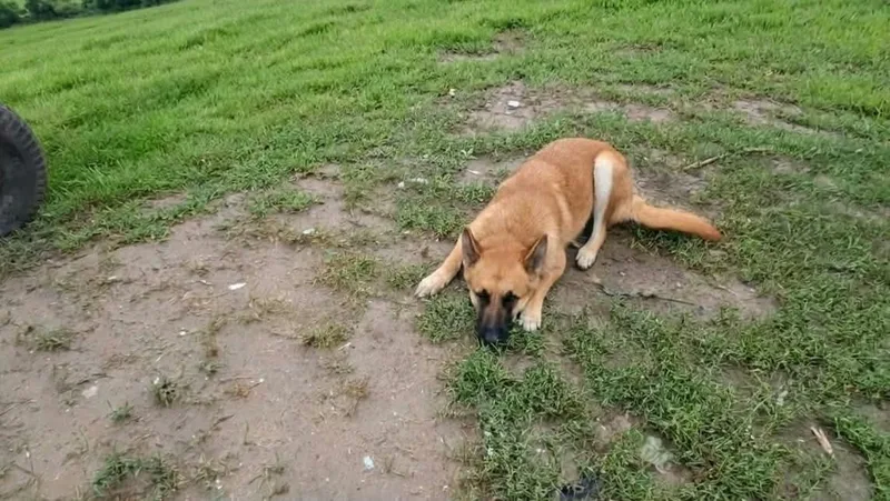 A young medium-sized female German Shepherd Dog named Star for adoption in Austin, TX