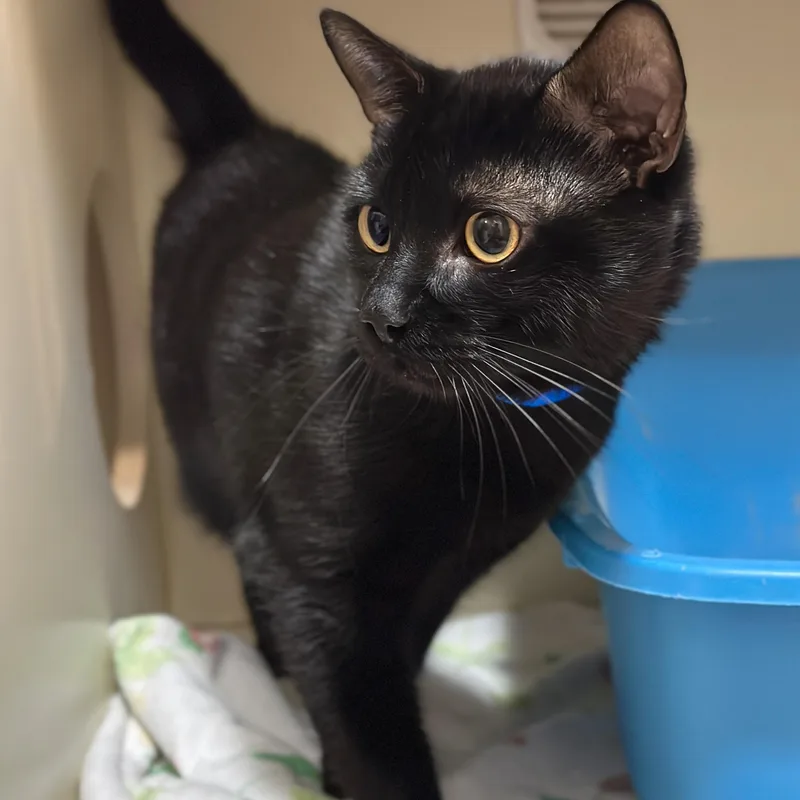 An adult medium-sized male Black Domestic Short Hair cat named Silk for adoption in Victor, NY