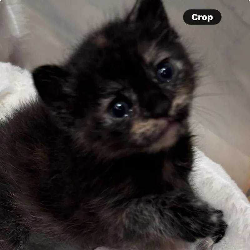 A baby medium-sized female Tortoiseshell cat named Opal for adoption in Woodland Hills, CA