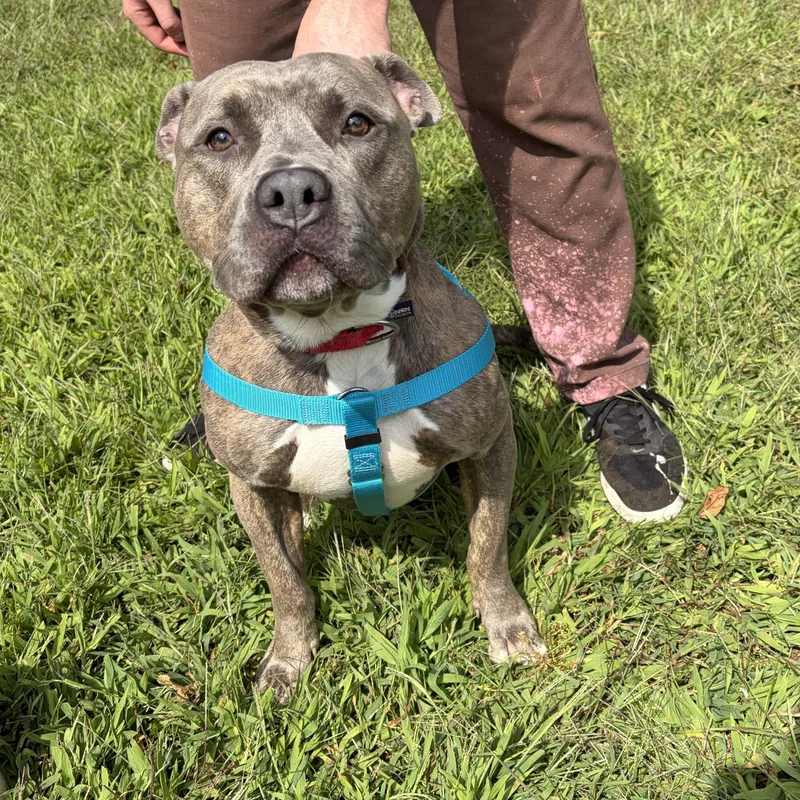 A young large-sized male Brindle Pit Bull Terrier dog named Benji for adoption in Southold, NY