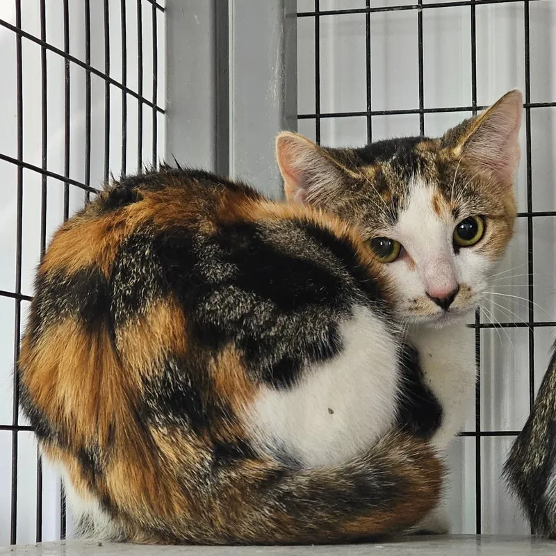 A young small-sized female Calico Domestic Short Hair cat named Ivory for adoption in Corydon, IN