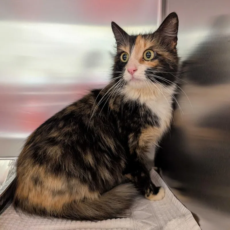 Lynnelle thumbnail 2