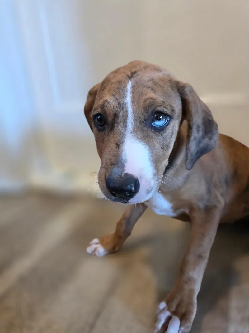 A baby large-sized male Brown / Chocolate Catahoula Leopard Dog dog named Ace for adoption in New London, WI
