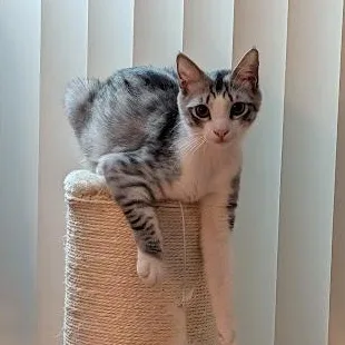 A young medium-sized male Domestic Short Hair cat named Tai for adoption in Rancho Palos Verdes, CA