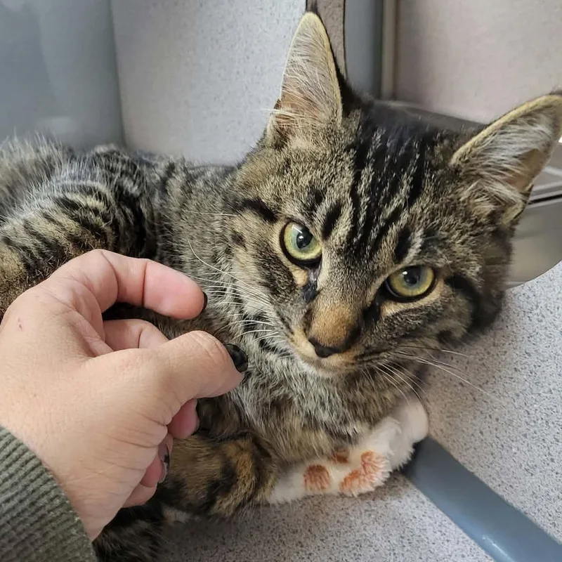 A young medium-sized male Domestic Short Hair cat named Dumpling for adoption in Canon City, CO