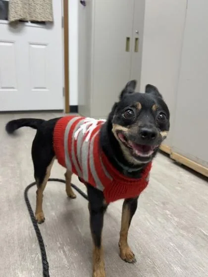 A senior small-sized male Chihuahua dog named Squeaky for adoption in Burlington, WI