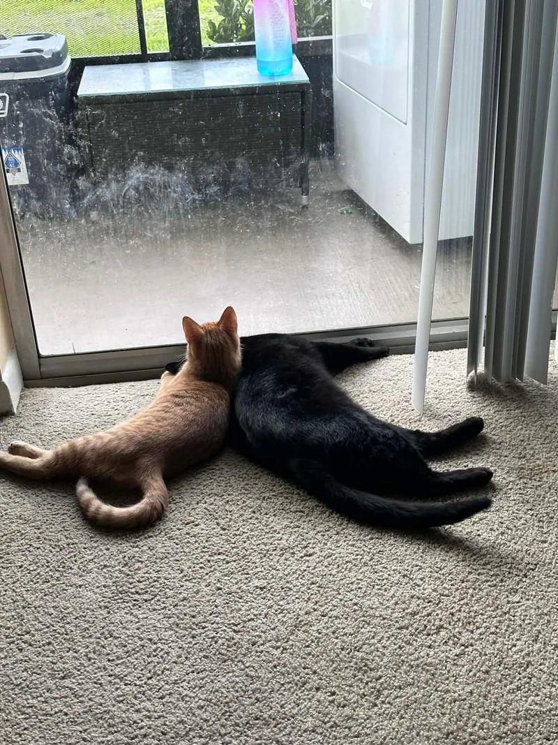 Salem & Oj thumbnail 2