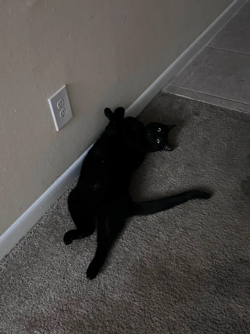 Salem & Oj thumbnail 3