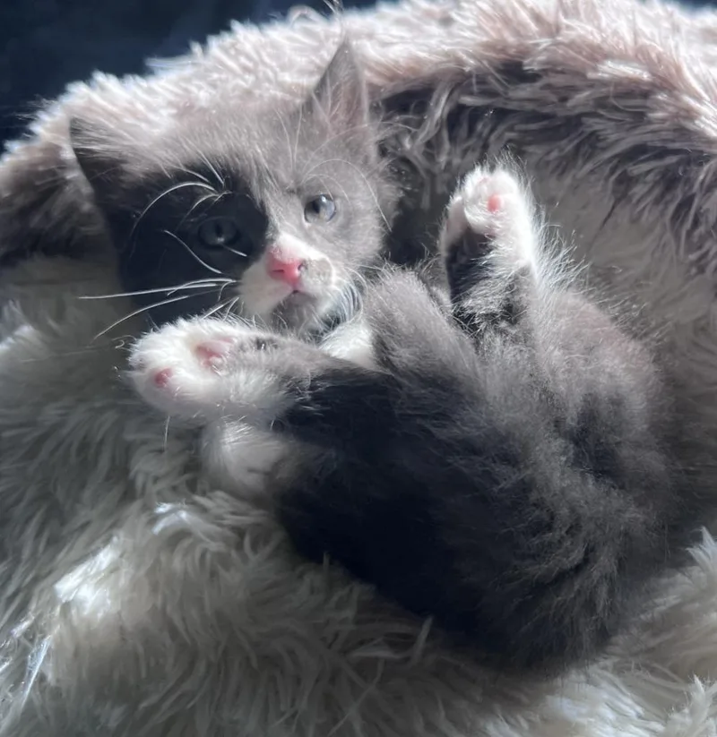 A baby large-sized male Domestic Short Hair cat named Stormy for adoption in San Jacinto, CA