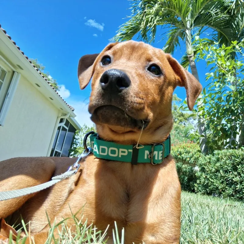 A baby medium-sized male Red / Chestnut / Orange Rhodesian Ridgeback dog named Rolo for adoption in Sarasota, FL