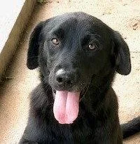 A young large-sized male Black Labrador Retriever dog named Sirius for adoption in Carrollton, GA