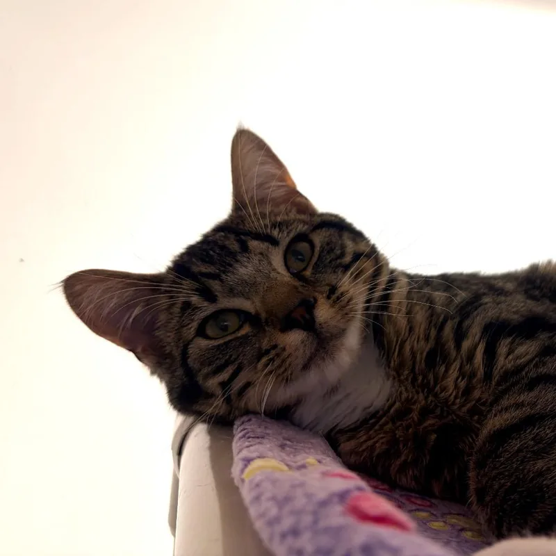 A young medium-sized male Brown / Chocolate Domestic Short Hair cat named Sherlock for adoption in Harrisonburg, VA