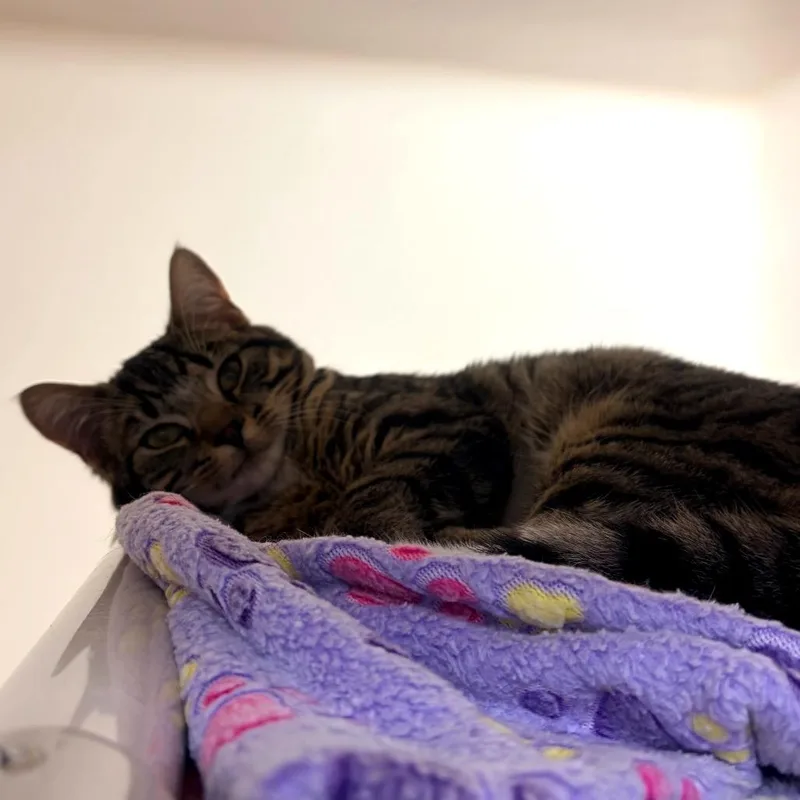 Sherlock thumbnail 2