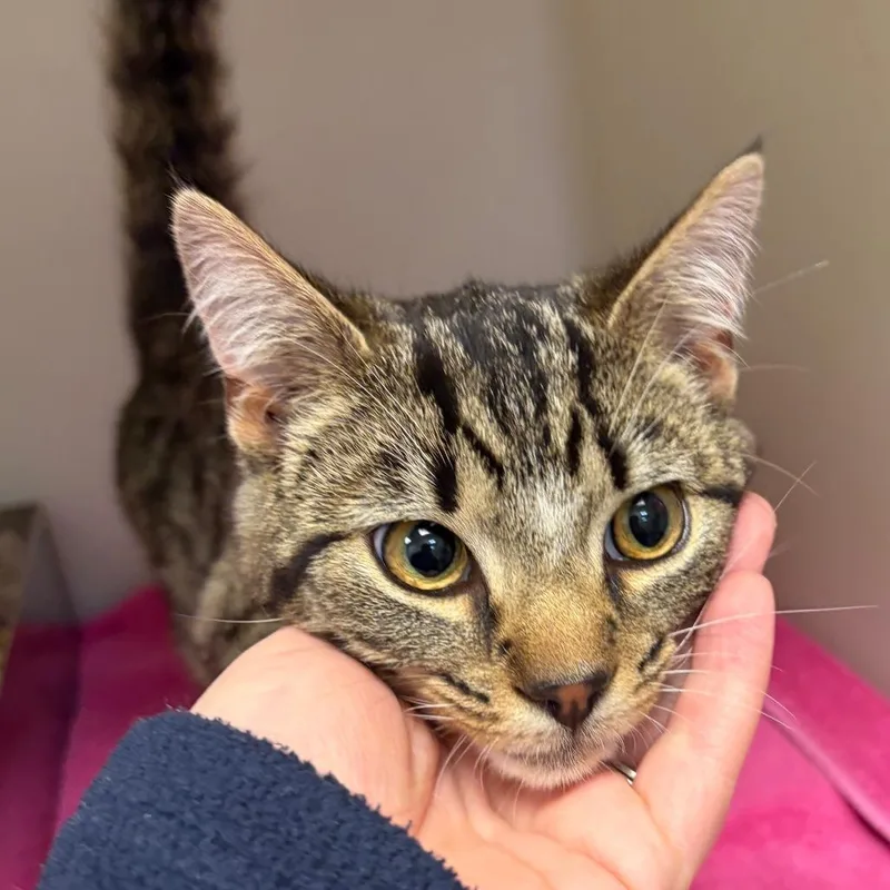 Sherlock thumbnail 3