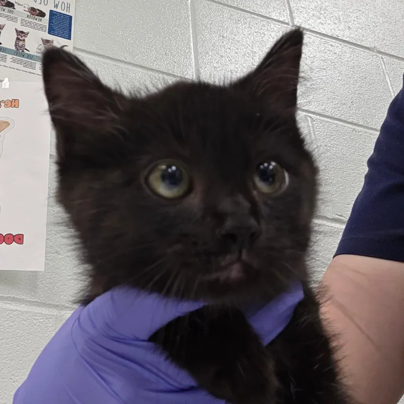 A baby small-sized male Black Domestic Short Hair cat named Dale for adoption in Chattanooga, TN