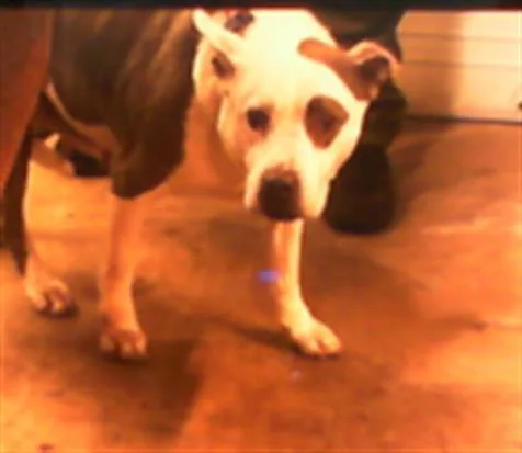 An adult large-sized female Pit Bull Terrier dog named Bella for adoption in Charlotte, NC