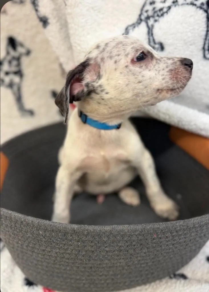 A baby small-sized male Jack Russell Terrier dog named Jenks drk blue collar for adoption in Syracuse, IN