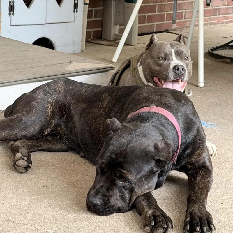 An adult extra large-sized female Black Cane Corso dog named Zara for adoption in manchester, PA