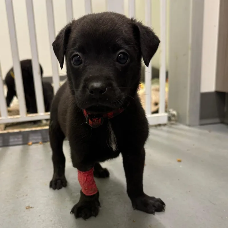 A baby small-sized male Black Labrador Retriever dog named Carlos for adoption in Austin, TX