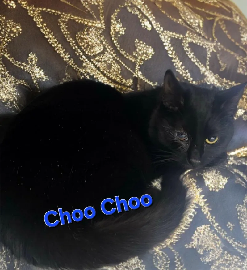 A young small-sized male Domestic Short Hair cat named Choochoo for adoption in Jim Thorpe, PA