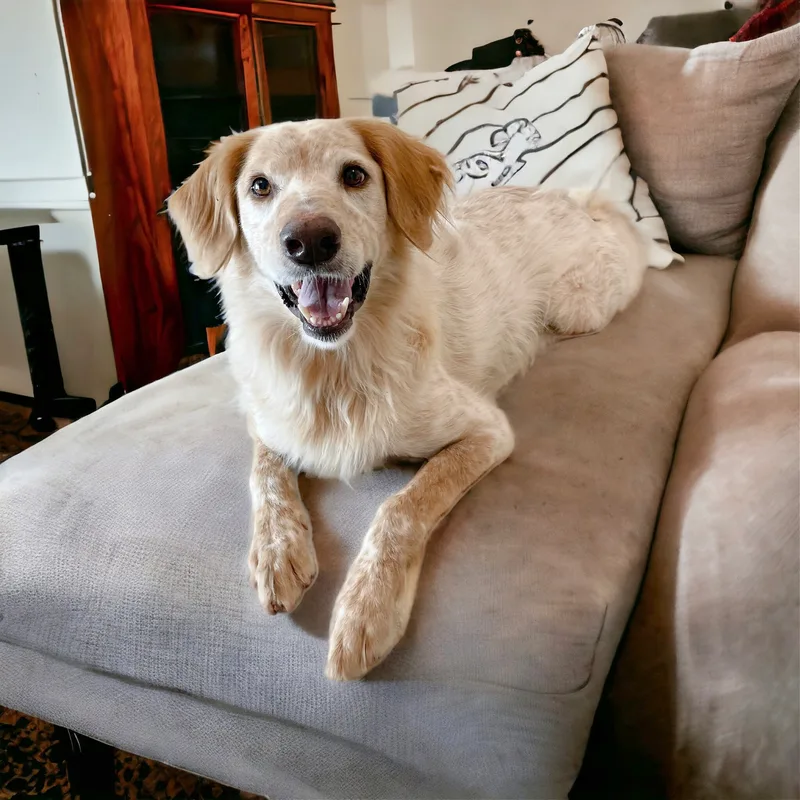 Shiner The Country Boy